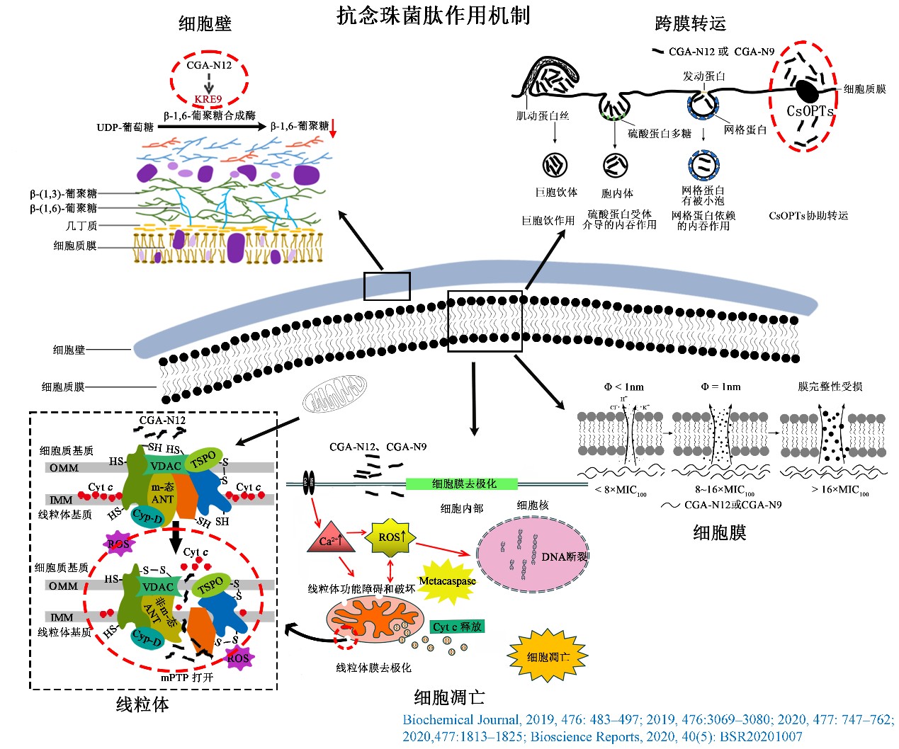 抗菌分子结构修饰改造示意图1
